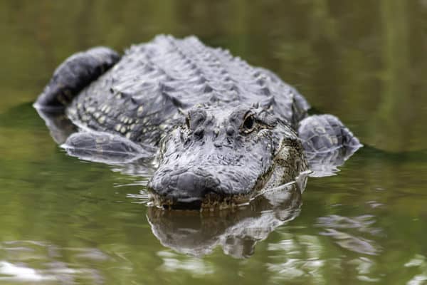 Wildlife Photography | American Alligator swimming in the wetlands of Texas