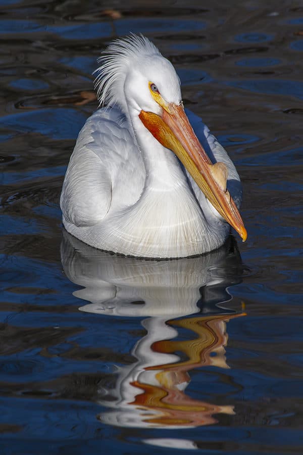 American White Pelican