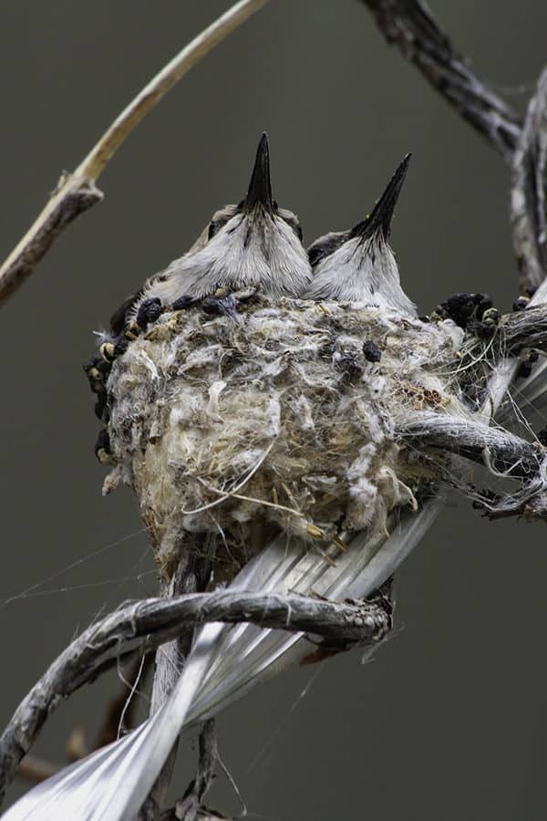 Baby Hummingbirds Nest