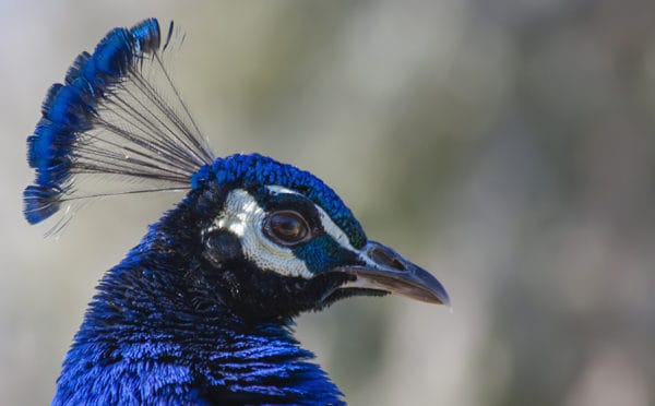 Blue Peacock in Utah