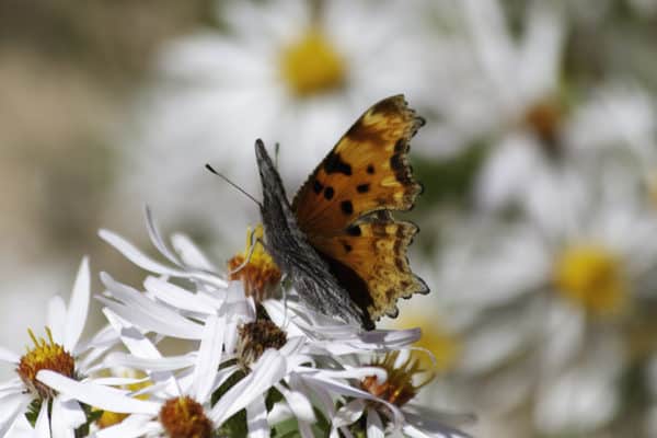 Butterfly and wildflowers