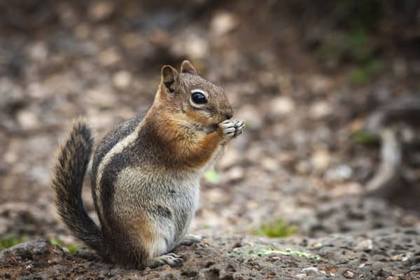 Bushy Striped Tail Chipmunk