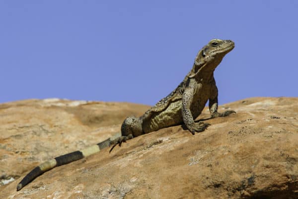 Chuckwalla Desert Lizard