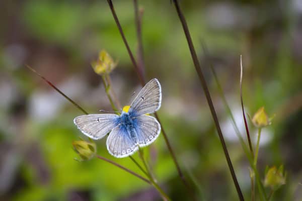 Common Blue Butterfly