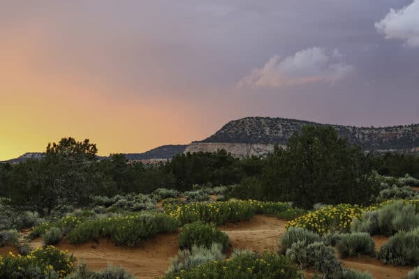 Coral Pink Sand Dunes State Park Utah Cindy Larson Photography