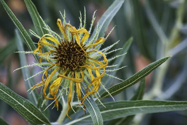 Desert Flower