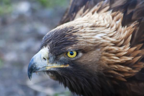 Wildlife Photography | Bird | Golden Eagle