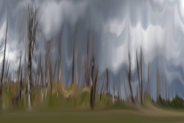 Digital Abstract Photography | Barren Forest in the storm |