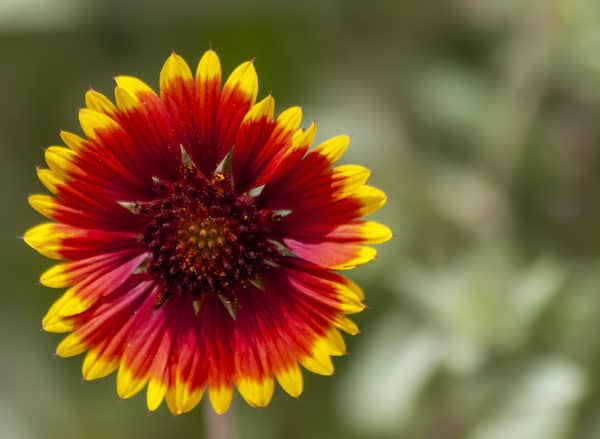 Indian Blanket Wildflower