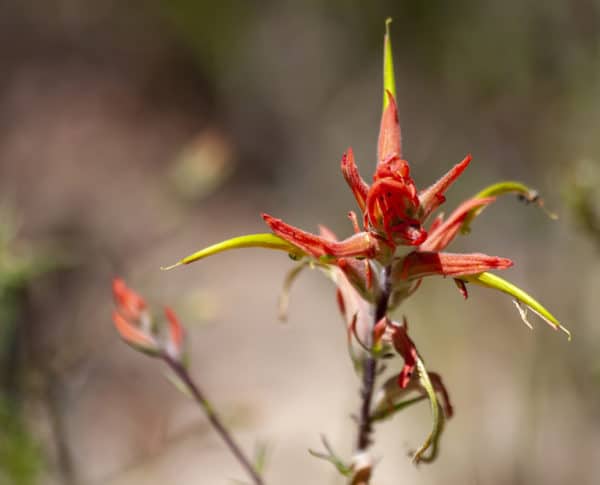 Indian Paint Brush