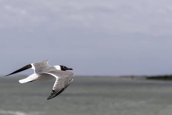 Laughing Gull Flying in Galveston Texas