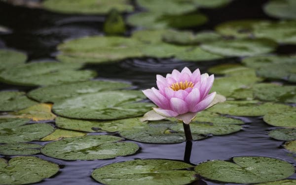 Open Lotus flower in a lily pad