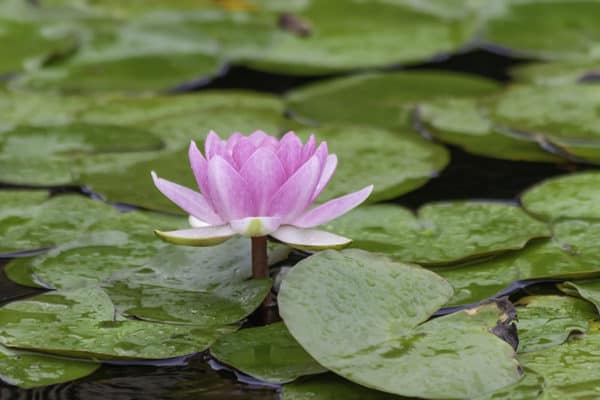 Lotus flower in a lily pad