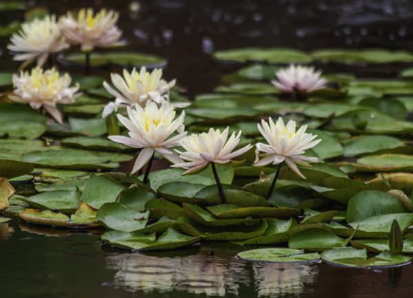 Lotus flowers in a pond of lily pad