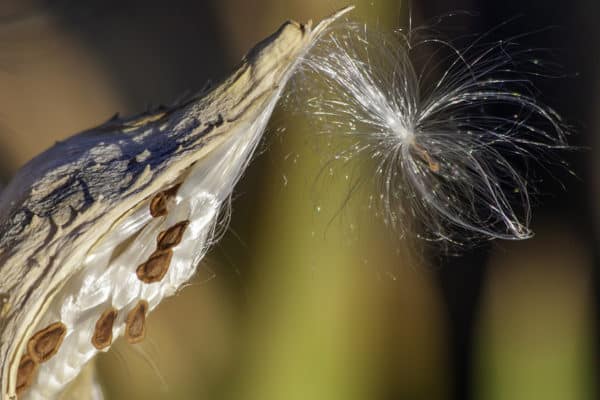 Milkweed Pod with Seeds