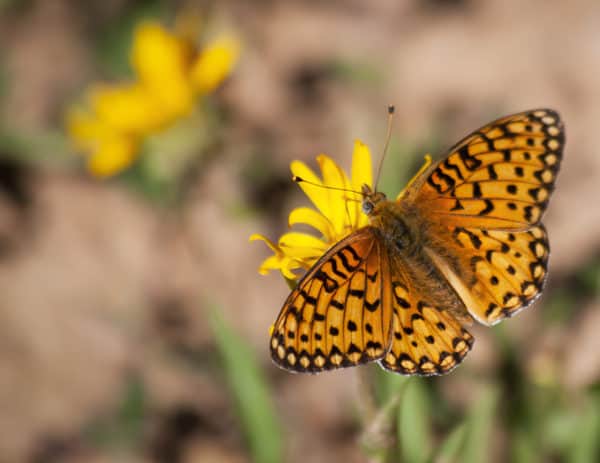 Insects Photography | Orange Black Butterfly