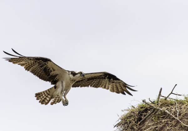 Nesting Osprey in flight