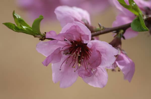 Flowers Photography | Pink Peach Blossom