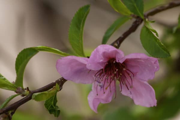 Pink Peach Blossom