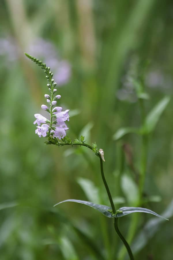 Purple Wildflowers blooming in the summer