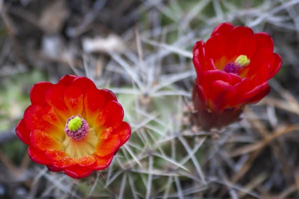 Claret Cup Cactus Blossom