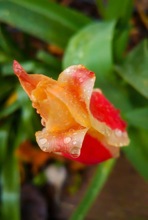 Red Yellow Tulip blooming with raindrops in Utah