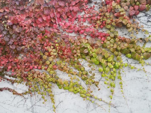 Pink and green vine on a white wall