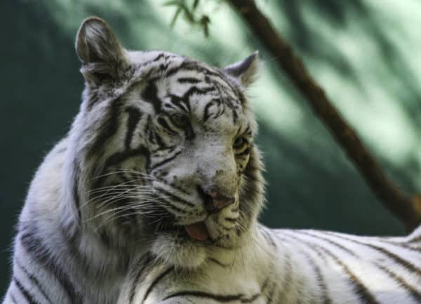 Wildlife Photography | White Tiger basking in the shade