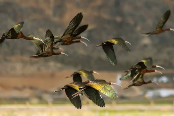 Flying White-face Ibis birds in southern Utah