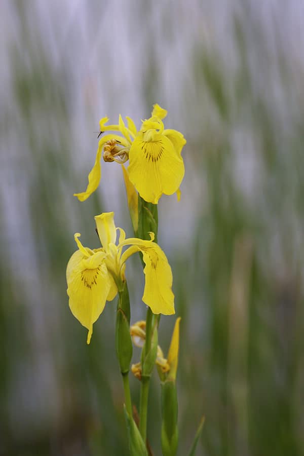 Spring time Yellow Iris blooming